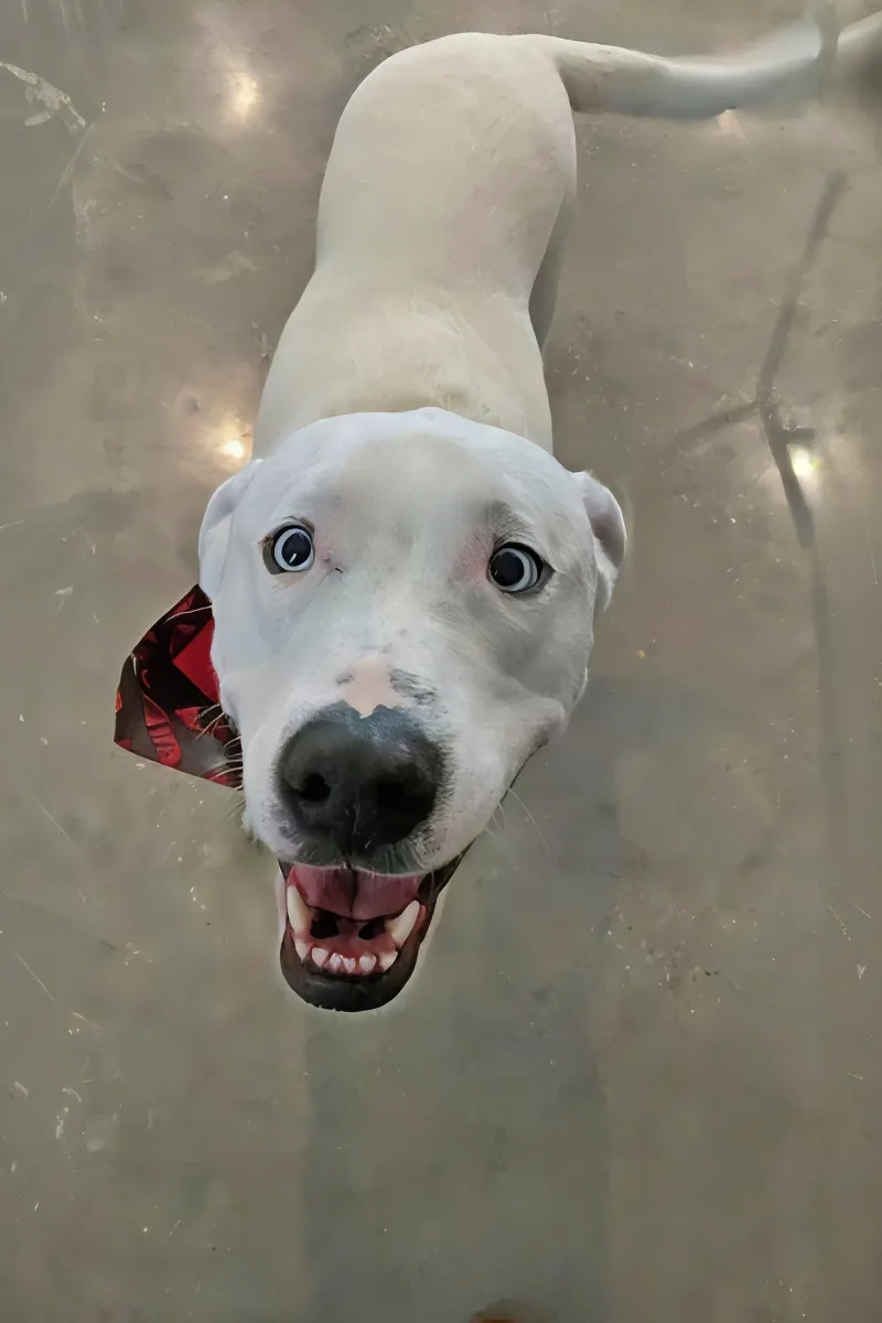 Happier Dogs After Prytania Vet Kennel Acoustic Upgrade